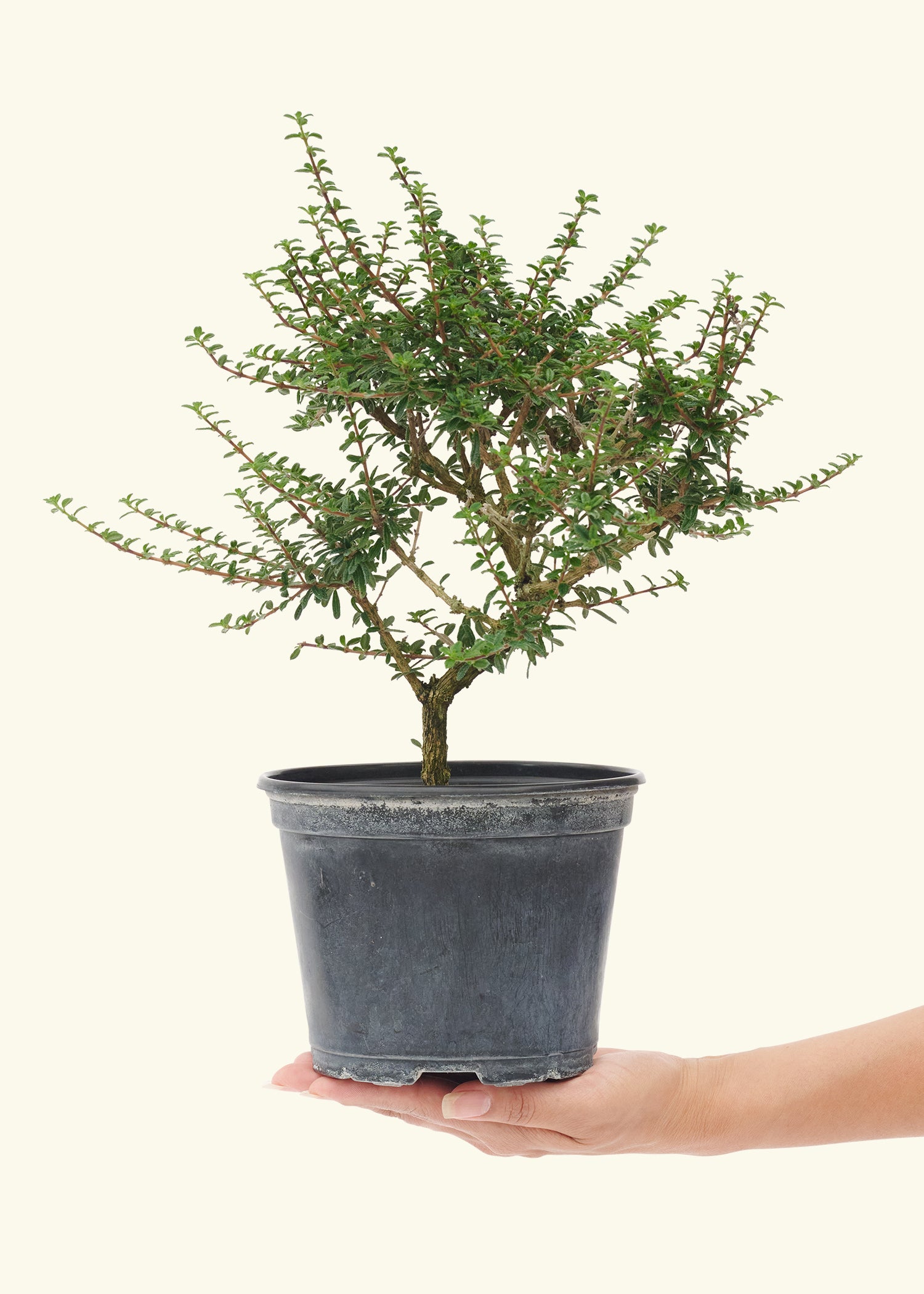 Medium Bonsai Bahamaberry in a grow pot.