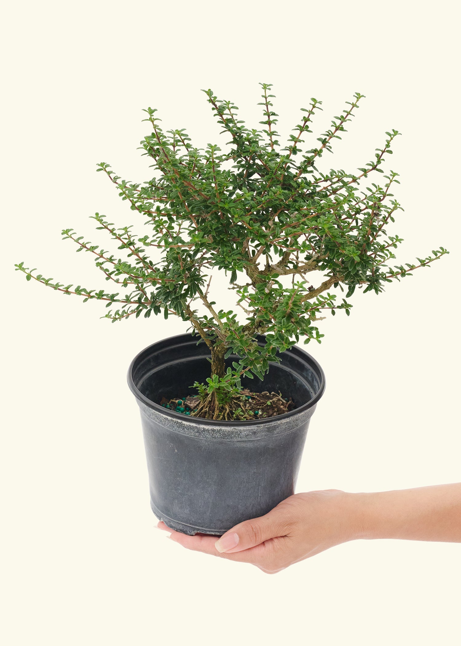 Medium Bonsai Bahamaberry in a grow pot.