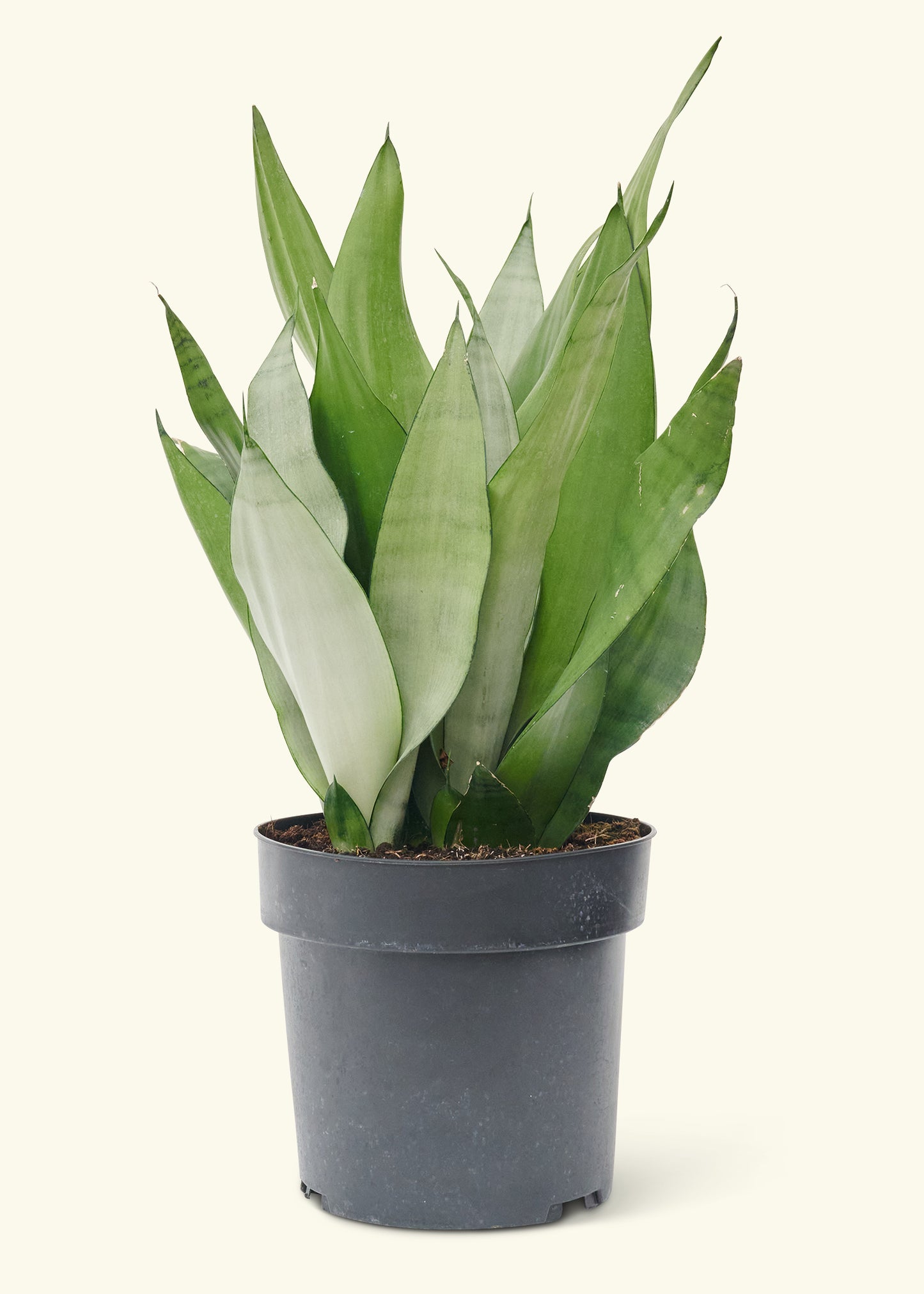 Large Moonshine Snake Plant in a grow pot