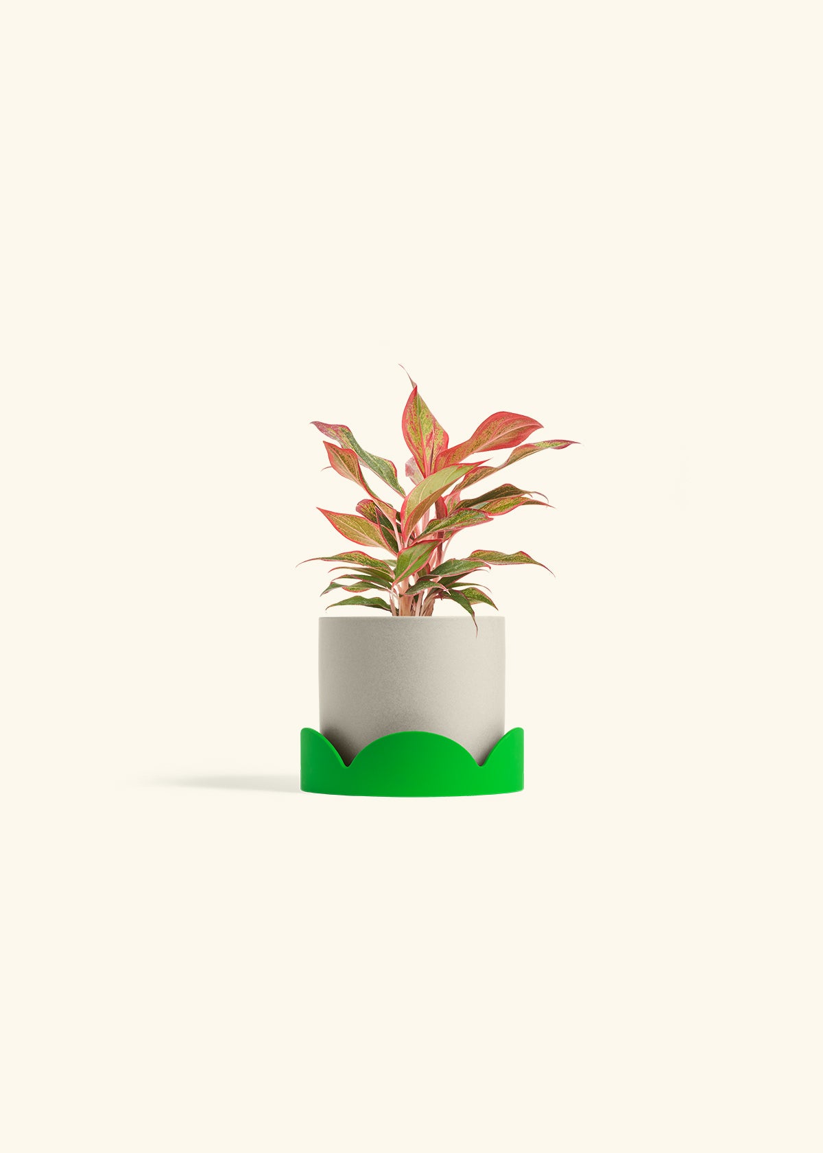 Classic Planter Tray Combo, Oat