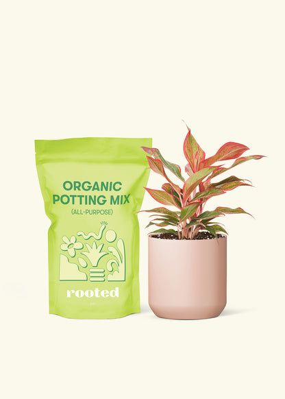 A bag of Potting Mix to the left of a Red Chinese Evergreen in a pink cylinder ceramic pot.