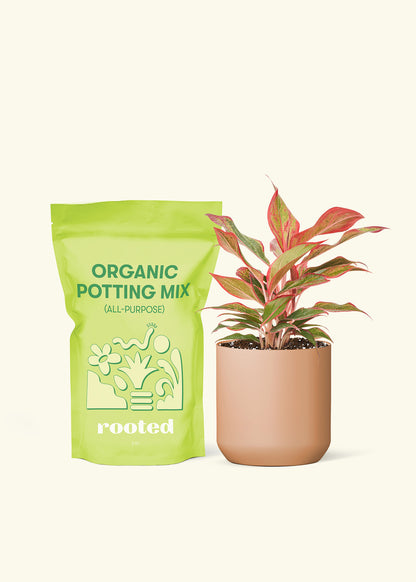 A bag of Potting Mix to the left of a Red Chinese Evergreen in a terracotta cylinder ceramic pot.