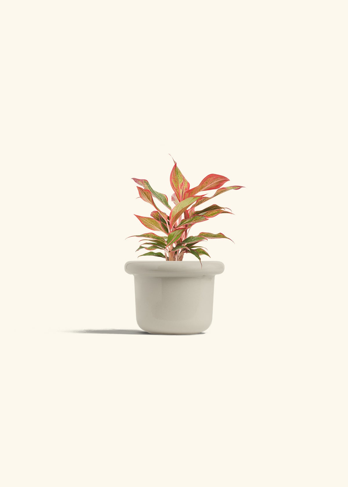 Red Chinese Evergreen in a 4 inches Fat Lip Red Planter 