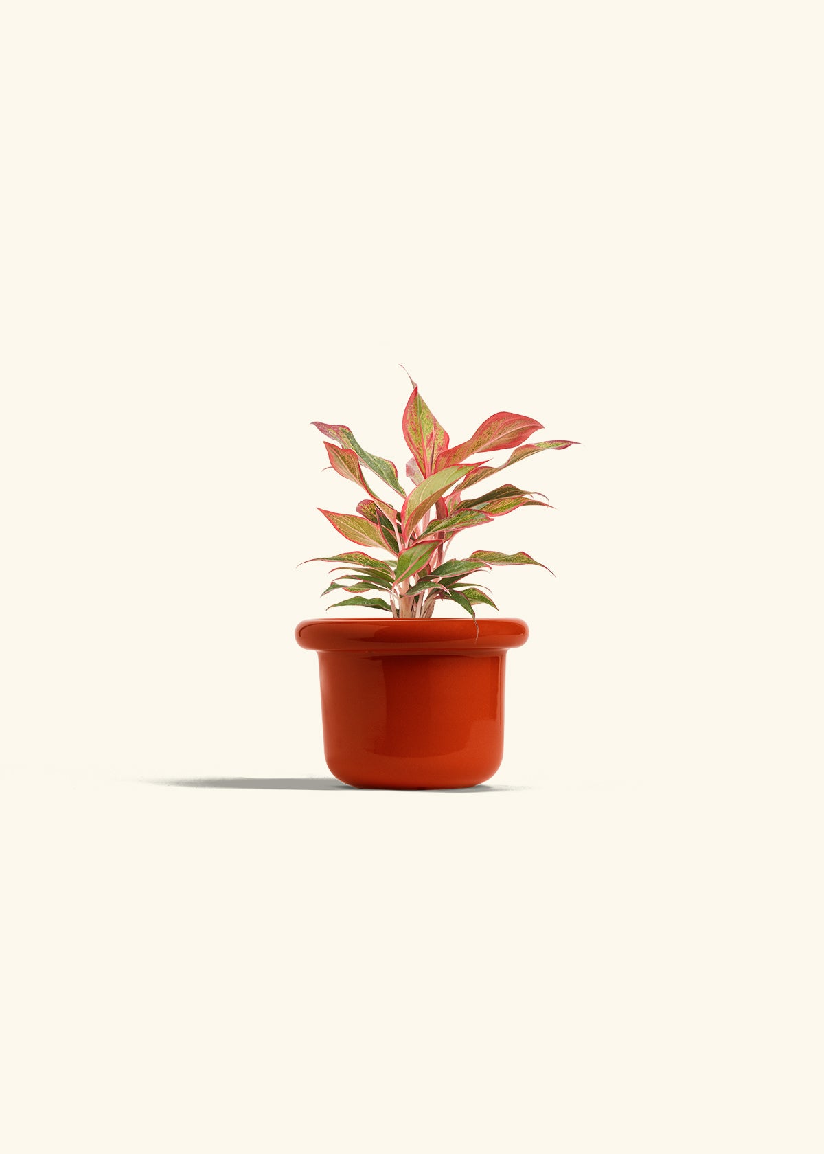 Red Chinese Evergreen in a 4 inches Fat Lip Oat Planter 