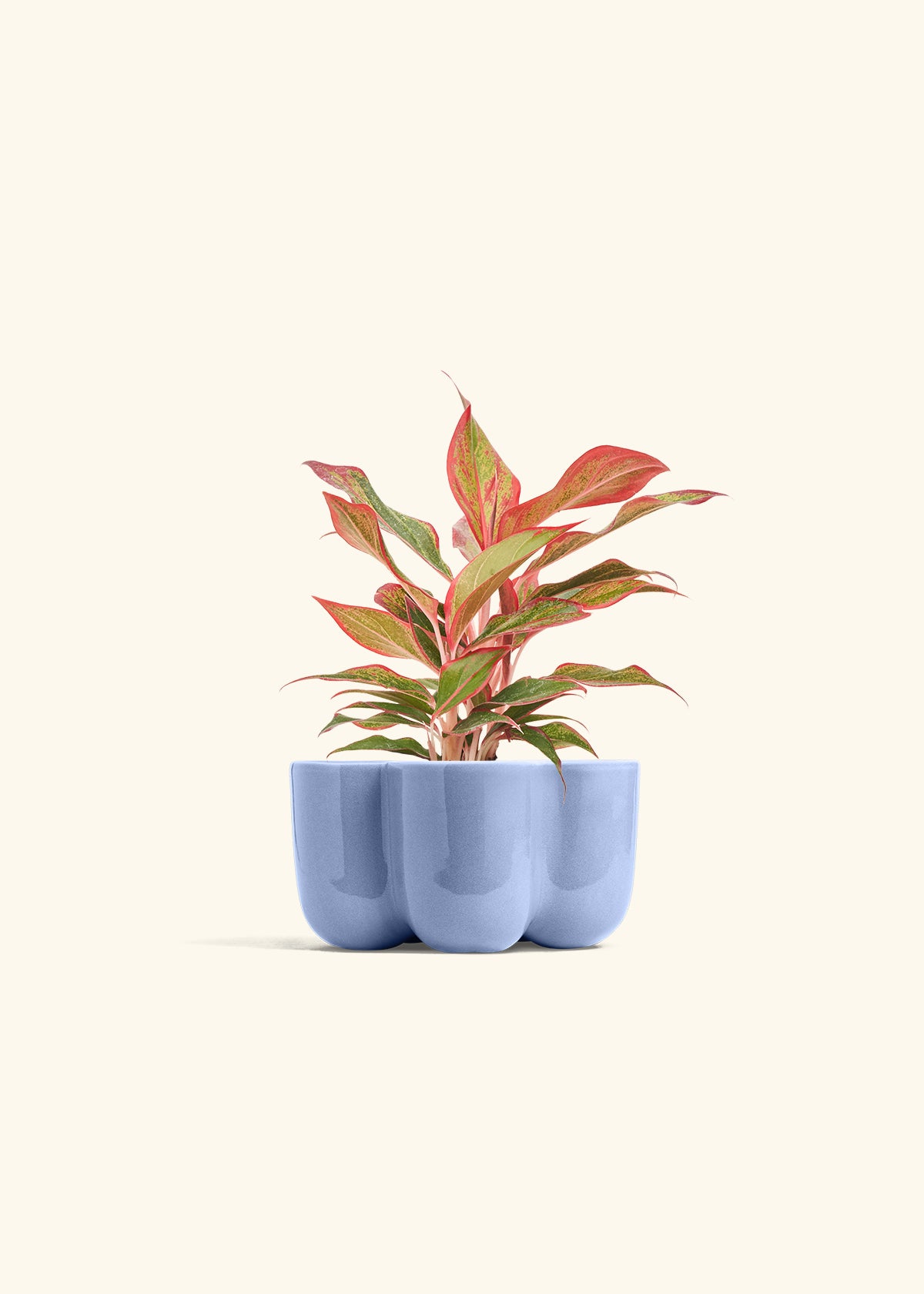 Red Chinese Evergreen in a 4 inches in a Blue Petal Planter