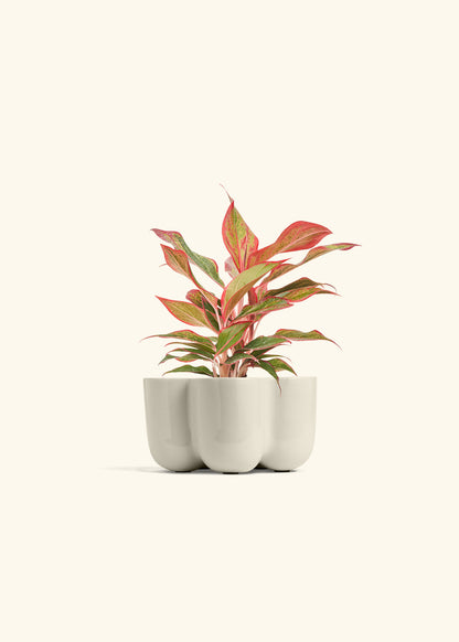 Red Chinese Evergreen in a 4 inches in a Oat Petal Planter