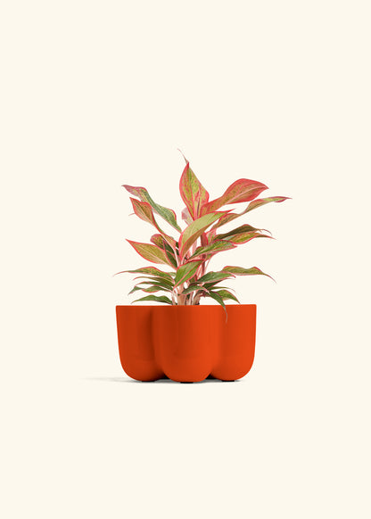 Red Chinese Evergreen in a 4 inches in a Red Petal Planter