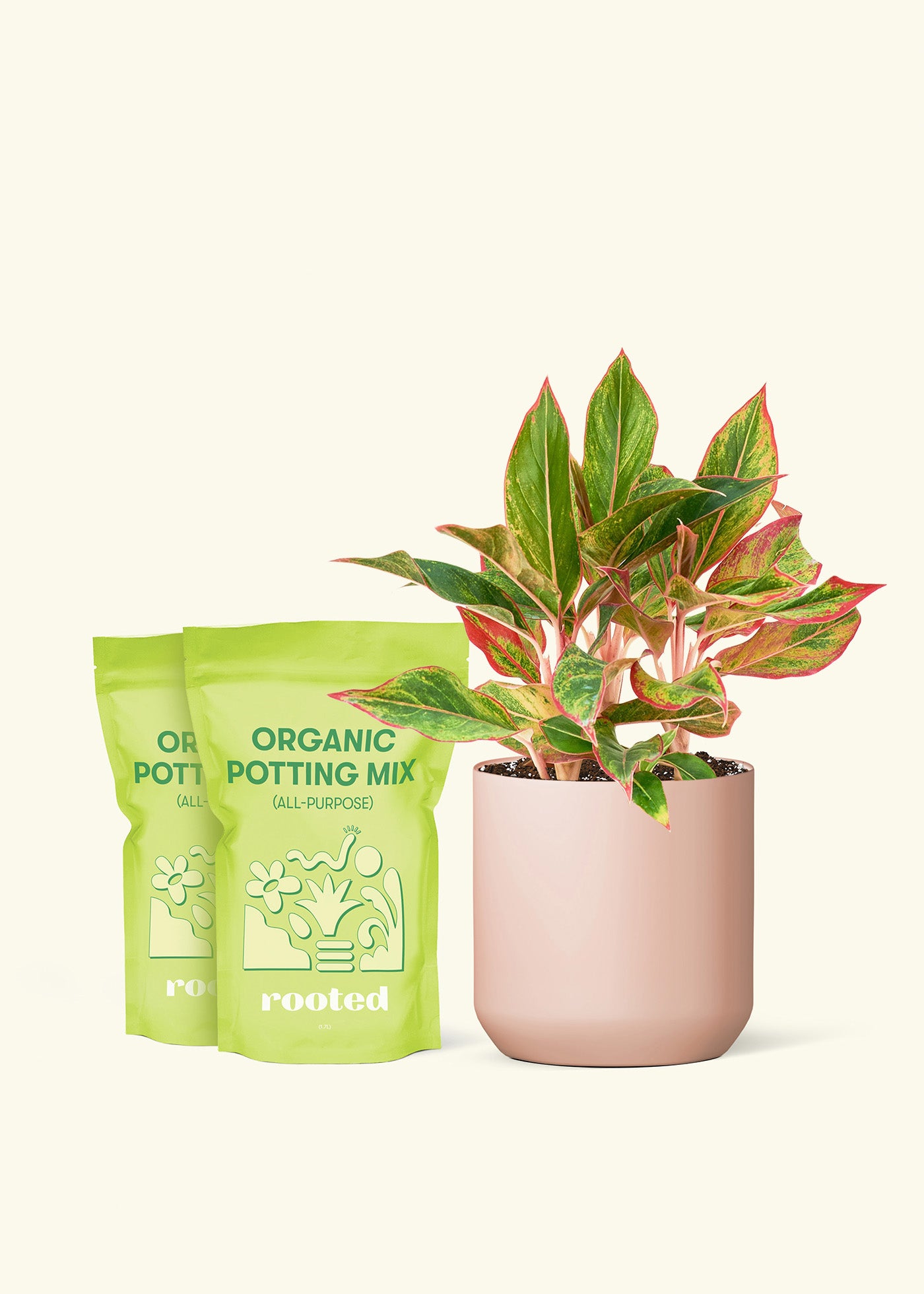 Medium Red Chinese Evergreen in a pink cylinder pot and a bag of soil.