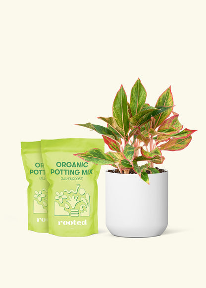 Medium Red Chinese Evergreen in a White cylinder pot and a bag of soil.