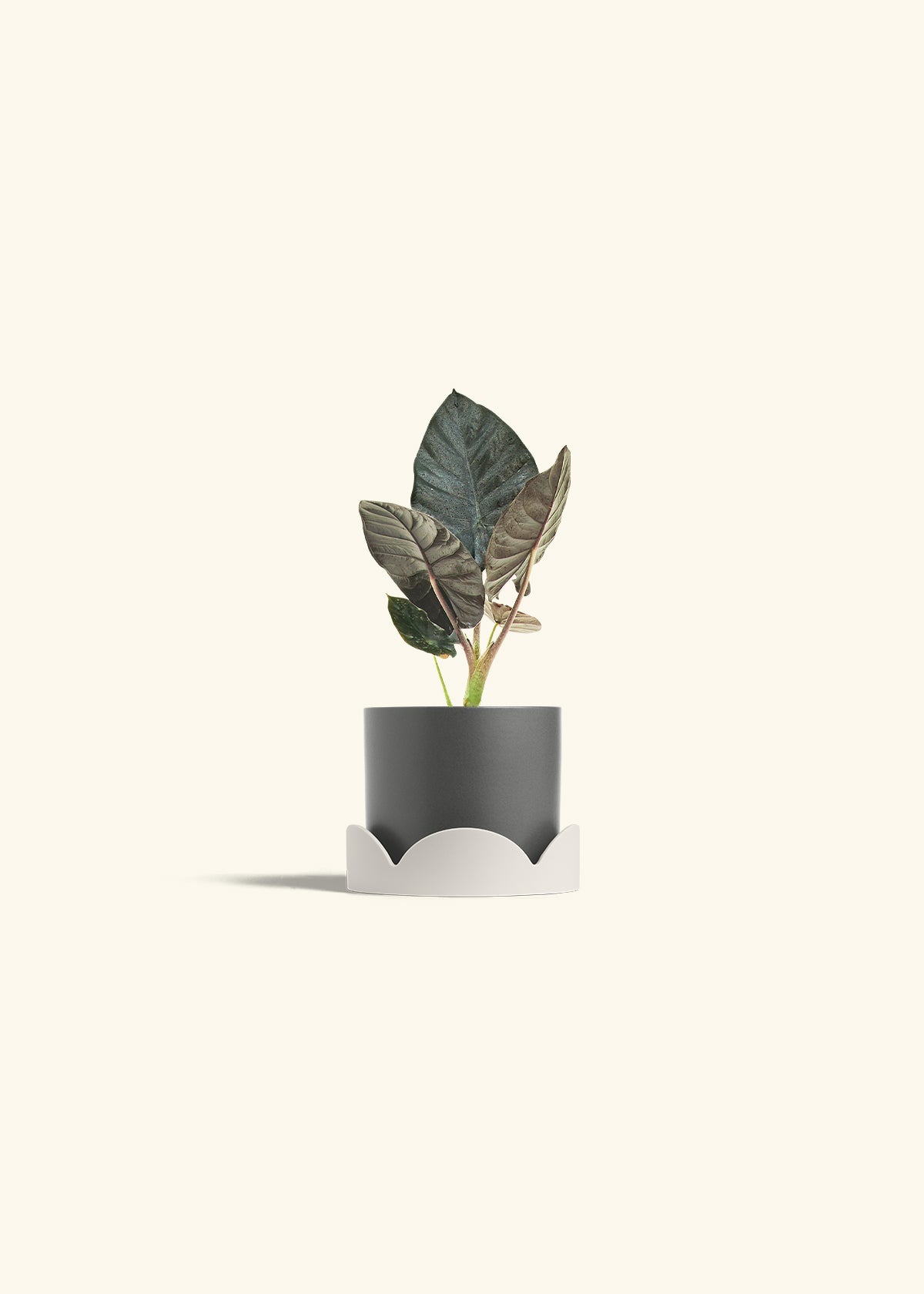 Alocasia Black Panther in a 4 inches Charcoal Classic Cylinder Planter in a Oat Petal Drip Tray