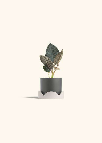 Alocasia Black Panther in a 4 inches Charcoal Classic Cylinder Planter in a Oat Petal Drip Tray