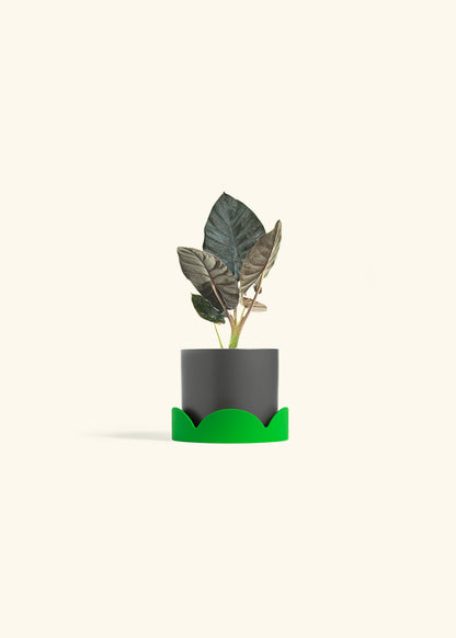Alocasia Black Panther in a 4 inches Charcoal Classic Cylinder Planter in a Shamrock Petal Drip Tray