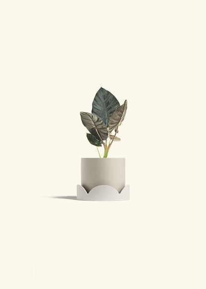 Alocasia Black Panther in a 4 inches Oat Classic Cylinder Planter in a Oat Petal Drip Tray