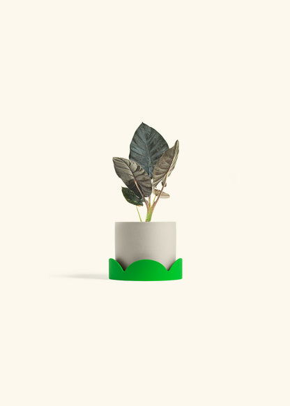 Alocasia Black Panther in a 4 inches Oat Classic Cylinder Planter in a Shamrock Petal Drip Tray