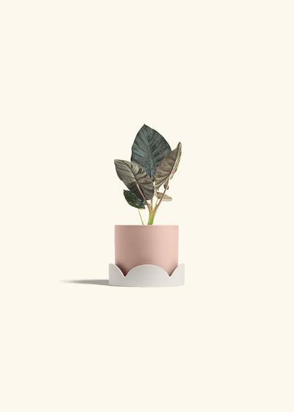 Alocasia Black Panther in a 4 inches Pink Classic Cylinder Planter in a Oat Petal Drip Tray