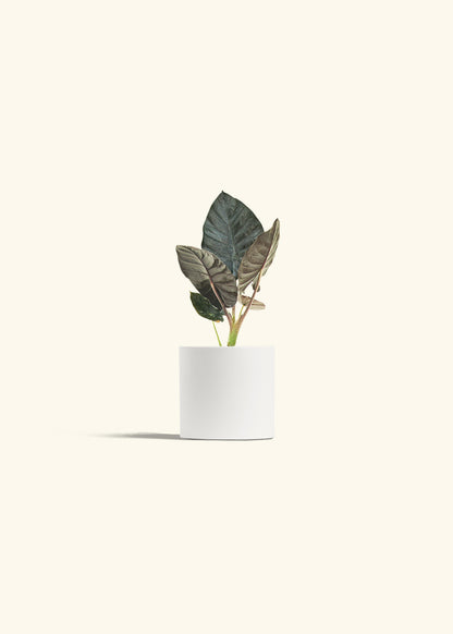 Alocasia Black Panther in a 4 inches White Classic Cylinder Planter 