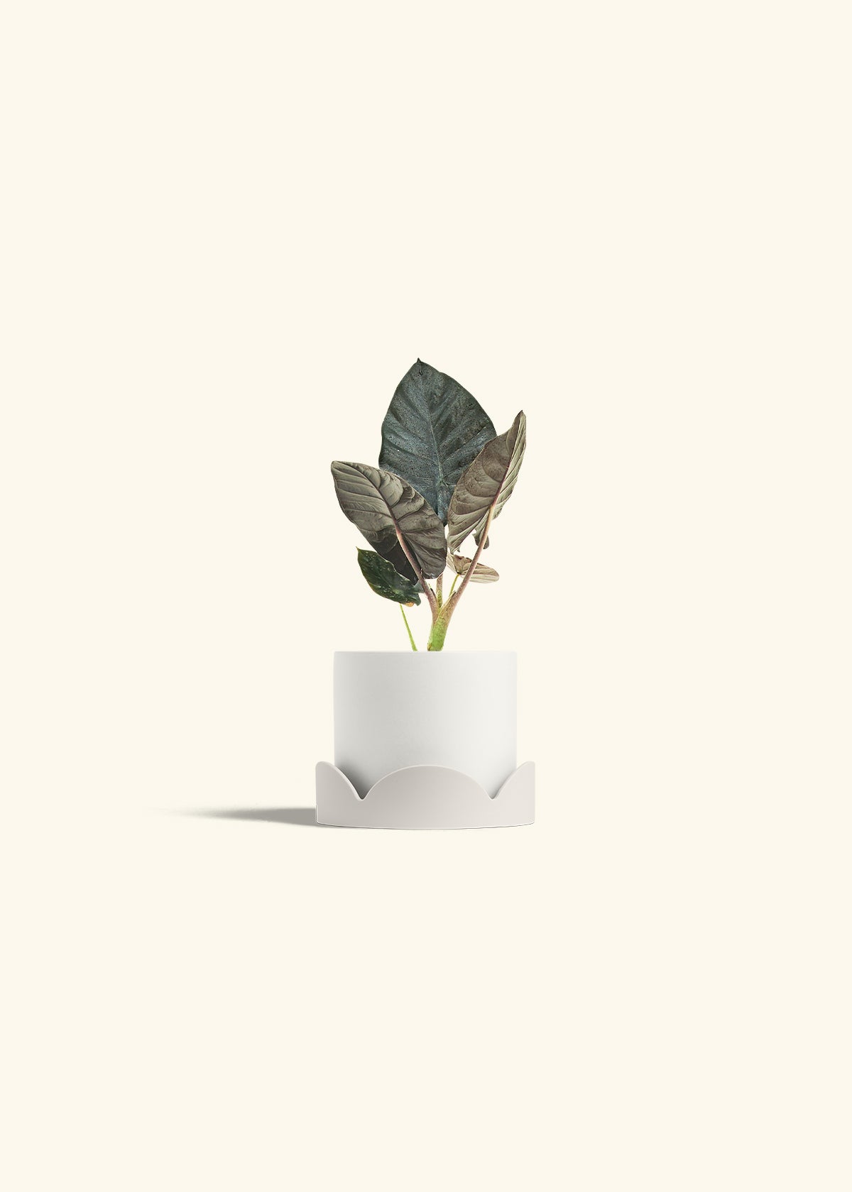 Alocasia Black Panther in a 4 inches White Classic Cylinder Planter in a Oat Petal Drip Tray