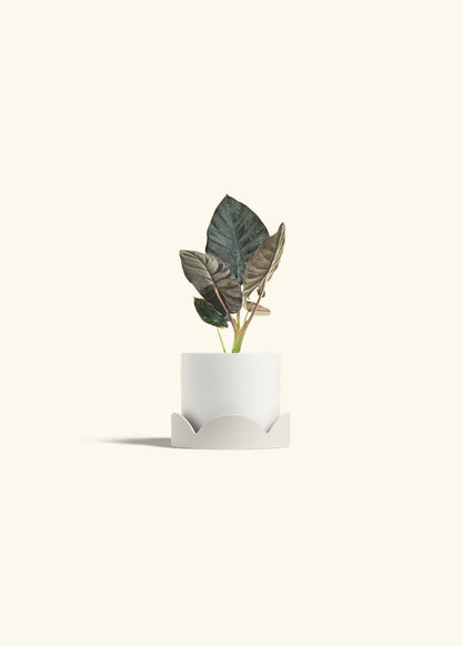 Alocasia Black Panther in a 4 inches White Classic Cylinder Planter in a Oat Petal Drip Tray