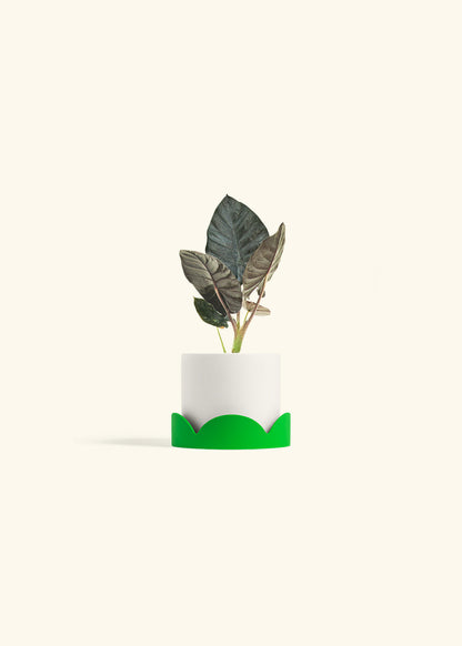 Alocasia Black Panther in a 4 inches White Classic Cylinder Planter in a Shamrock Petal Drip Tray