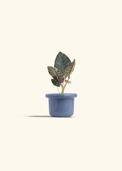 Alocasia Black Panther in a 4 inches Fat Lip Blue Planter 