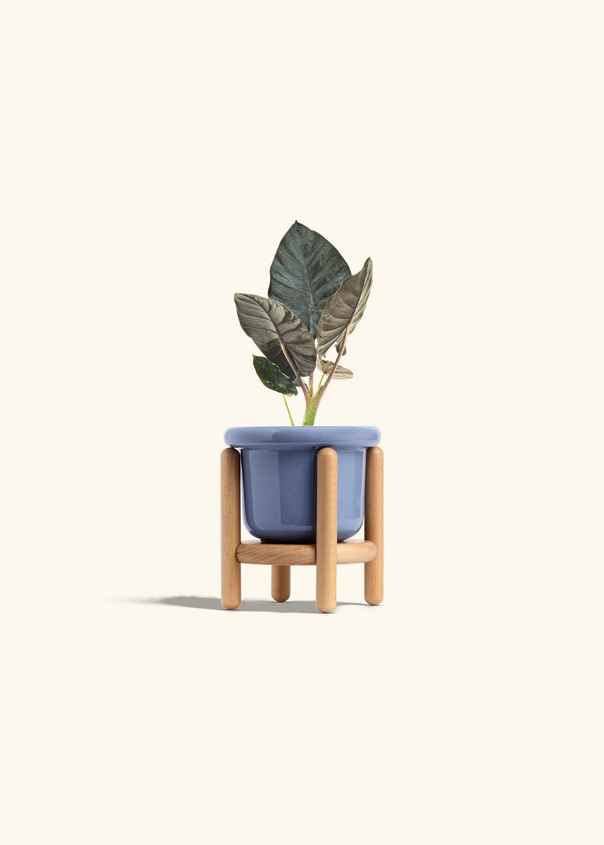 Alocasia Black Panther in a 4 inches Fat Lip Blue Planter in a Beech Wood Stand