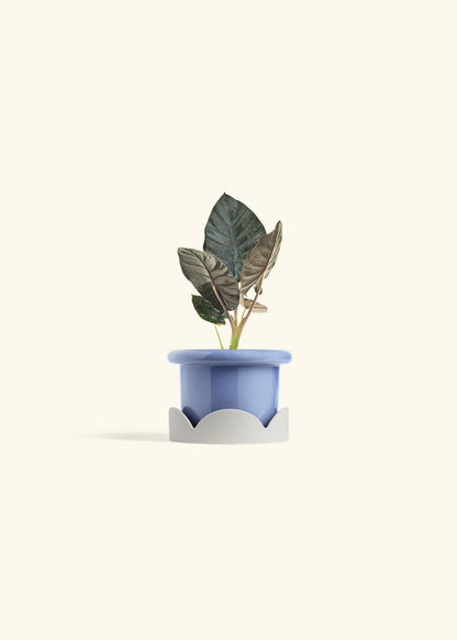 Alocasia Black Panther in a 4 inches Fat Lip Blue Planter in a Oat Petal Drip Tray