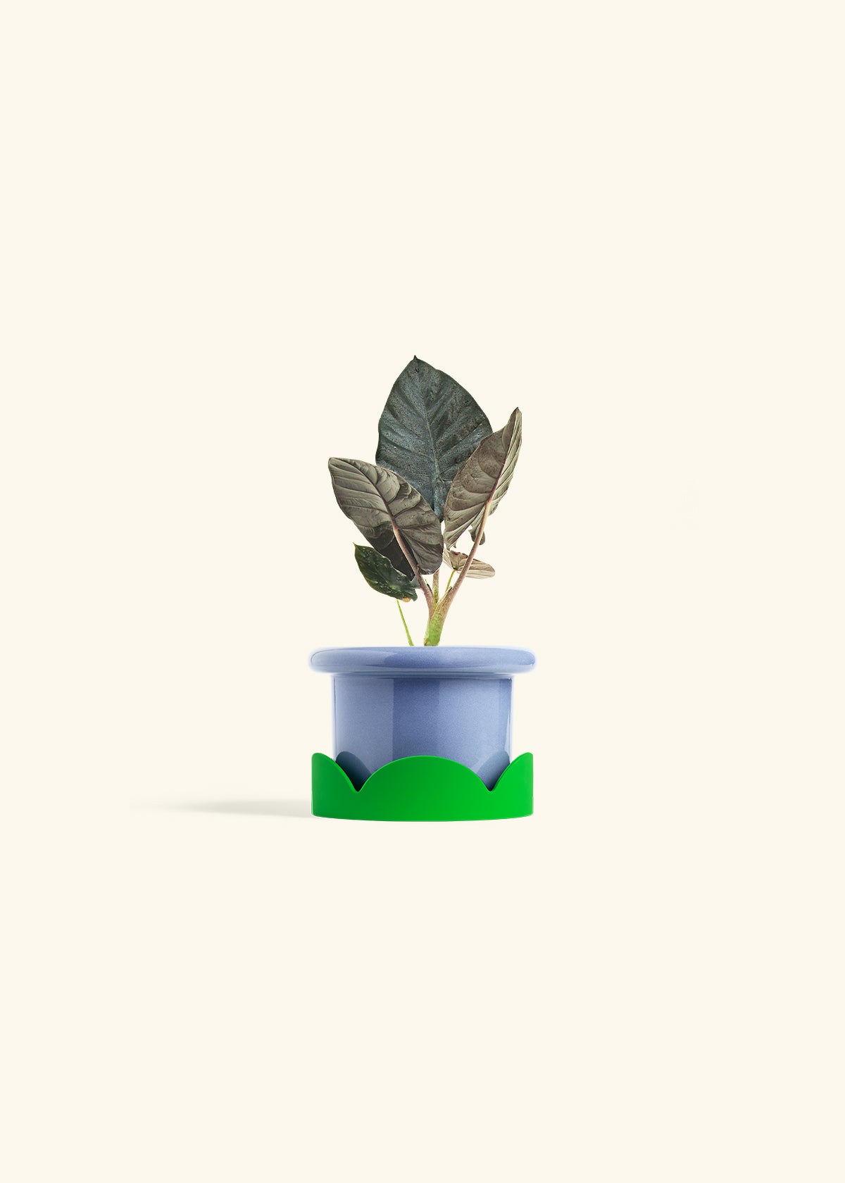 Alocasia Black Panther in a 4 inches Fat Lip Blue Planter in a Shamrock Petal Drip Tray
