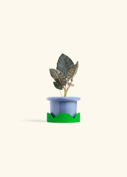 Alocasia Black Panther in a 4 inches Fat Lip Blue Planter in a Shamrock Petal Drip Tray