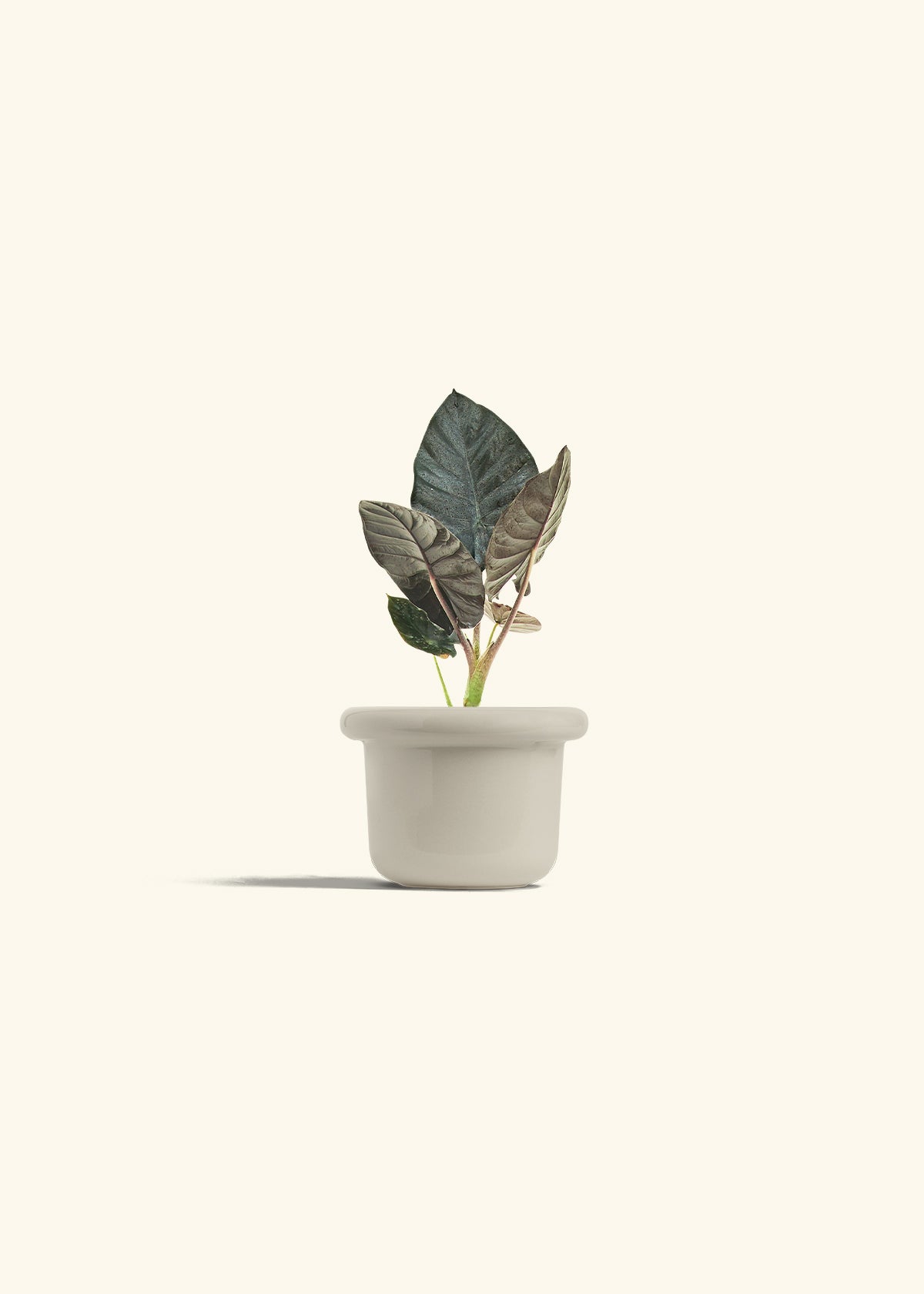 Alocasia Black Panther in a 4 inches Fat Lip Oat Planter 
