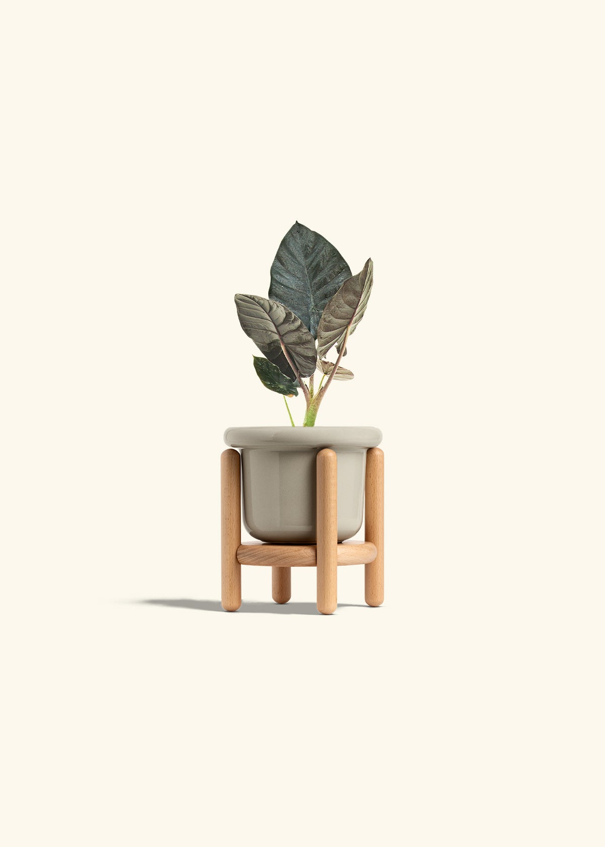 Alocasia Black Panther in a 4 inches Fat Lip Oat Planter in a Beech Wood Stand