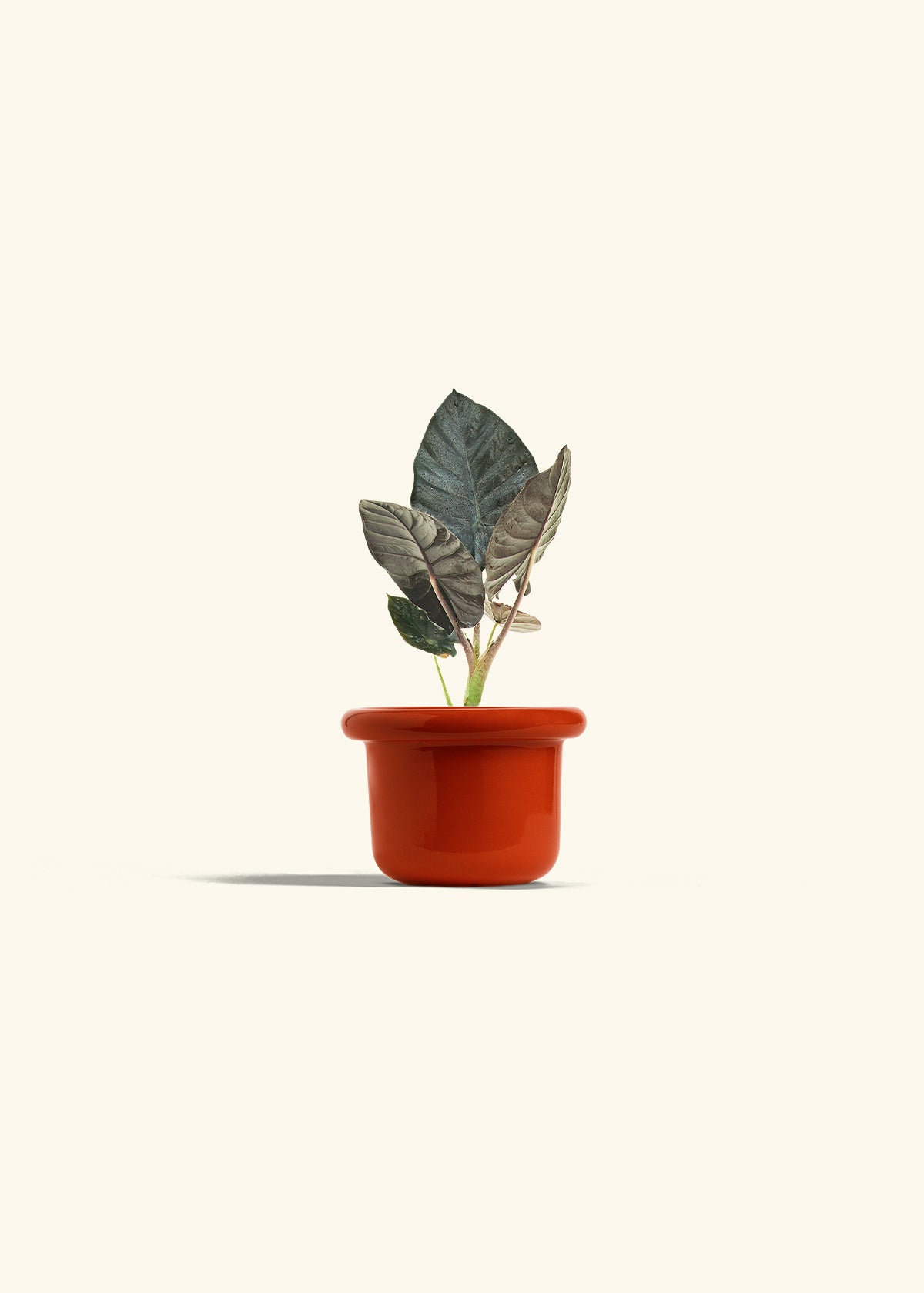 Alocasia Black Panther in a 4 inches Fat Lip Red Planter 