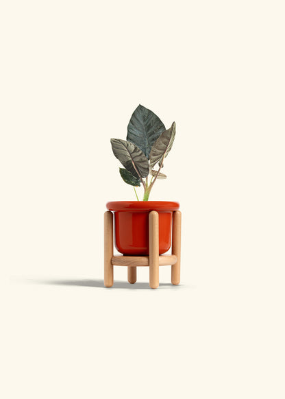 Alocasia Black Panther in a 4 inches Fat Lip Red Planter in a Beech Wood Stand