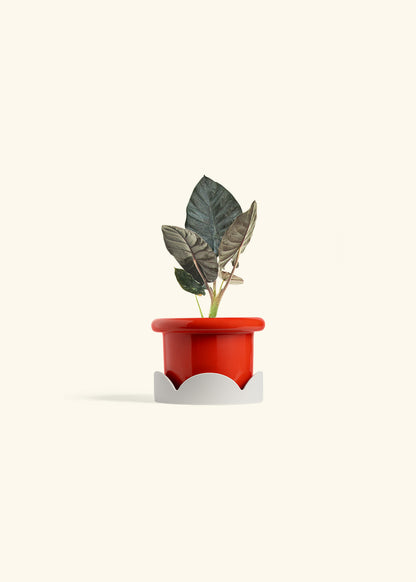 Alocasia Black Panther in a 4 inches Fat Lip Red Planter in a Oat Petal Drip Tray