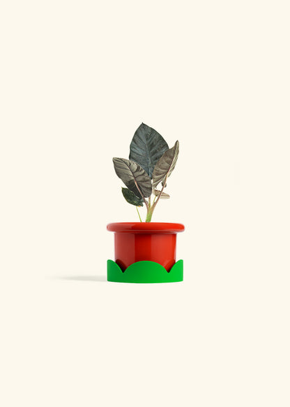 Alocasia Black Panther in a 4 inches Fat Lip Red Planter in a Shamrock Petal Drip Tray