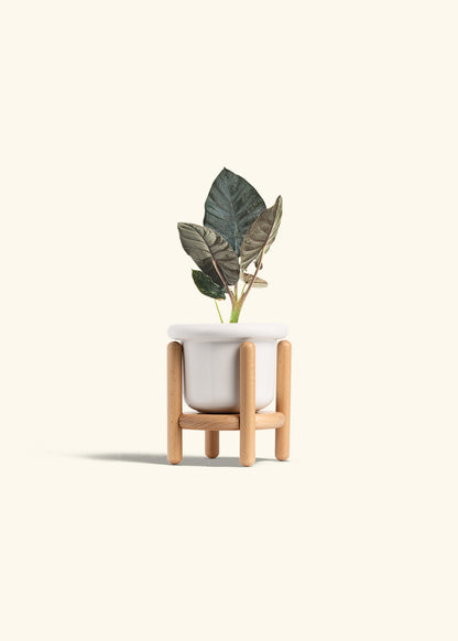 Alocasia Black Panther in a 4 inches Fat Lip White Planter in a Beech Wood Stand