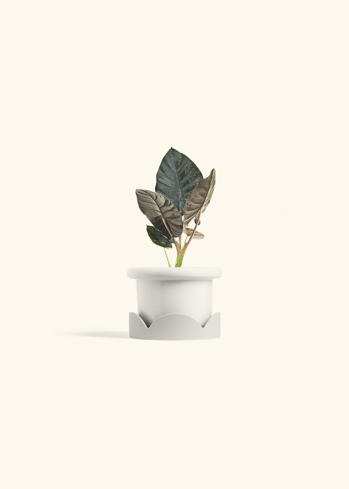 Alocasia Black Panther in a 4 inches Fat Lip White Planter in a Oat Petal Drip Tray