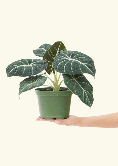 Alocasia Black Velvet in a 6 inches grow pot