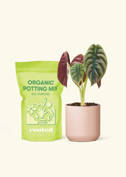 A bag of Potting Mix to the left of a Alocasia 'Red Secret' in a pink cylinder ceramic pot.