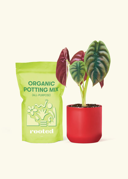 A bag of Potting Mix to the left of a Alocasia 'Red Secret' in a red cylinder ceramic pot.