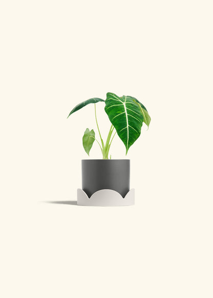 Alocasia Frydek in a 4 inches Charcoal Classic Cylinder Planter in a Oat Petal Drip Tray