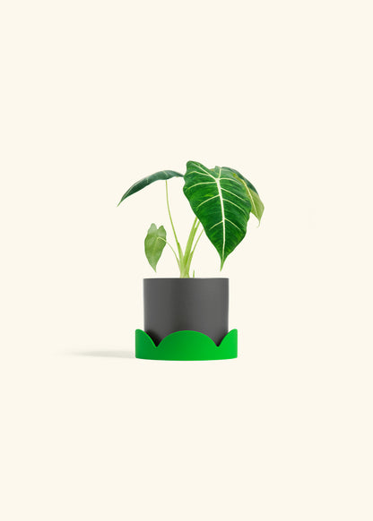 Alocasia Frydek in a 4 inches Charcoal Classic Cylinder Planter in a Shamrock Petal Drip Tray