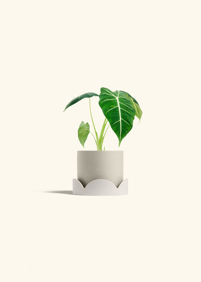 Alocasia Frydek in a 4 inches Oat Classic Cylinder Planter in a Oat Petal Drip Tray