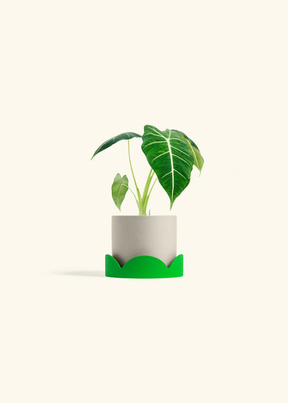 Alocasia Frydek in a 4 inches Oat Classic Cylinder Planter in a Shamrock Petal Drip Tray