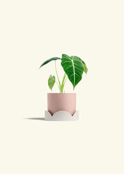 Alocasia Frydek in a 4 inches Pink Classic Cylinder Planter in a Oat Petal Drip Tray