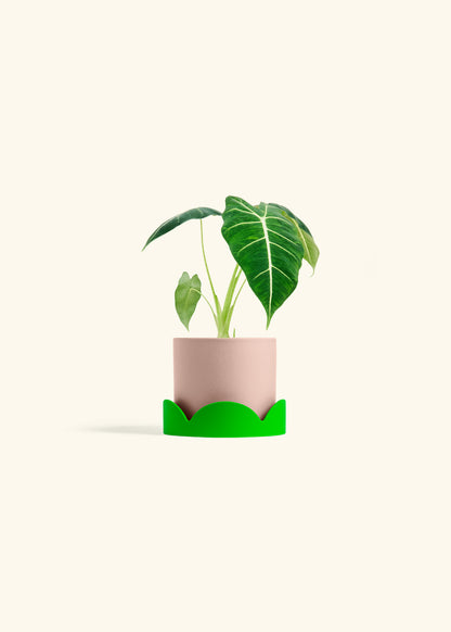 Alocasia Frydek in a 4 inches Pink Classic Cylinder Planter in a Shamrock Petal Drip Tray