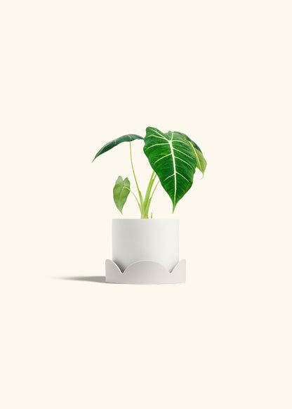 Alocasia Frydek in a 4 inches White Classic Cylinder Planter in a Oat Petal Drip Tray