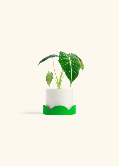 Alocasia Frydek in a 4 inches White Classic Cylinder Planter in a Shamrock Petal Drip Tray