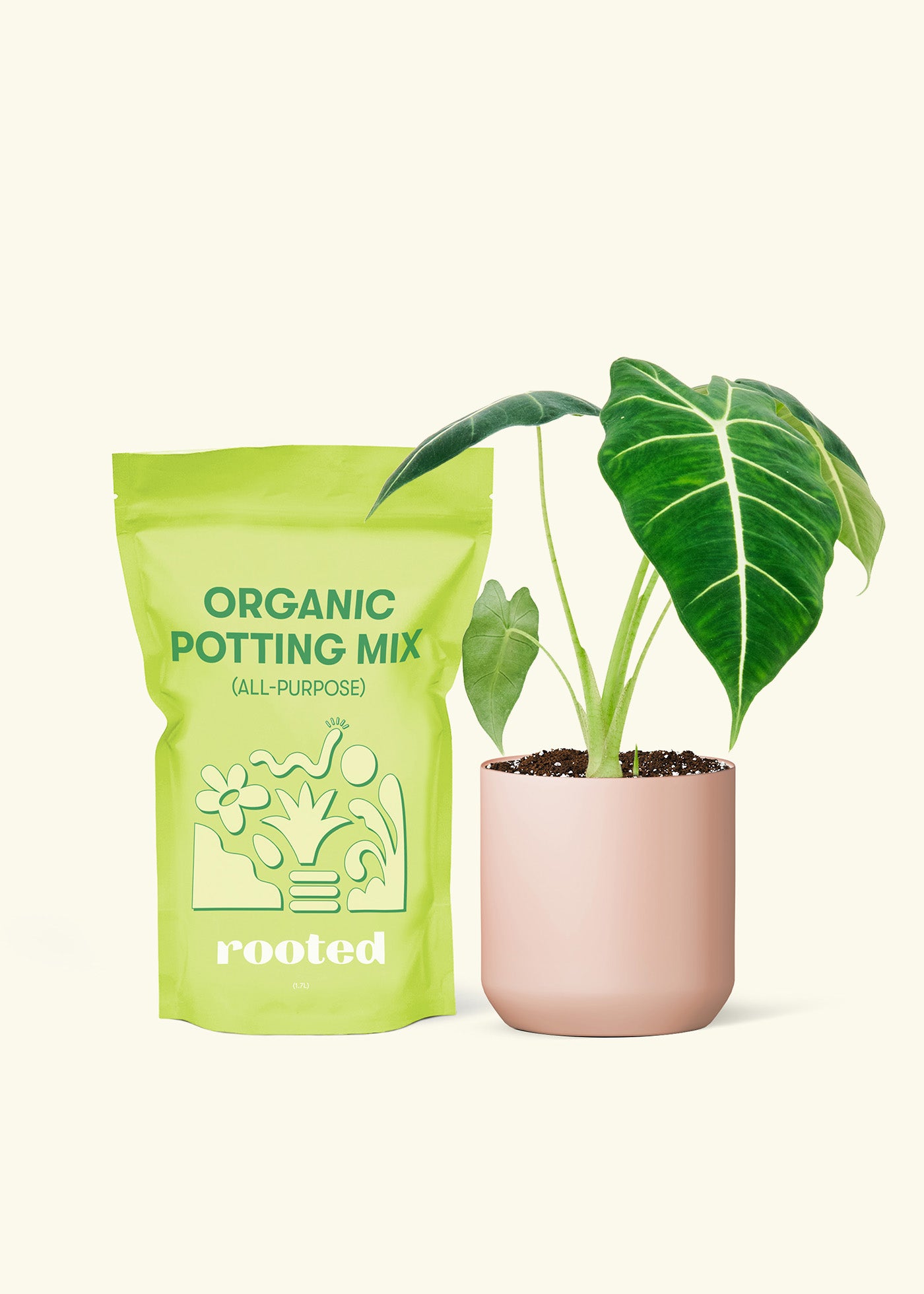 A bag of Potting Mix to the left of a Alocasia 'Frydek' in a pink cylinder ceramic pot.
