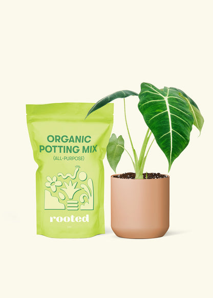 A bag of Potting Mix to the left of a Alocasia 'Frydek' in a terracotta cylinder ceramic pot.