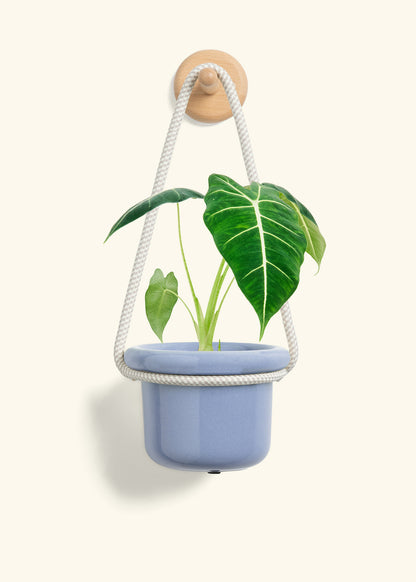 Alocasia 'Frydek', Small